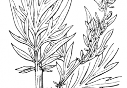 Nom original: Artemisia vulgaris (n°1912)