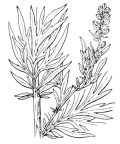 Nom original: Artemisia vulgaris (n°1912)