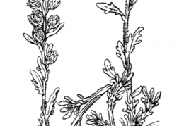 Nom original: Artemisia spicata (n°1917)