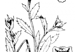 Nom original: Chrysanthemum segetum (n°1932)