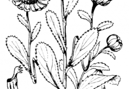 Nom original: Chrysanthemum myconis (n°1933)