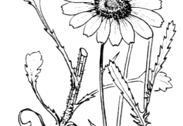 Nom original: Leucanthemum vulgare (n°1939)