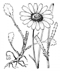 Nom original: Leucanthemum vulgare (n°1939)