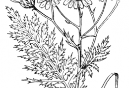 Nom original: Leucanthemum corymbosum (n°1945)