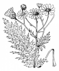 Nom original: Leucanthemum corymbosum (n°1945)