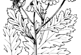 Nom original: Leucanthemum parthenium (n°1946)