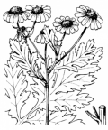 Nom original: Leucanthemum parthenium (n°1946)