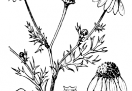 Nom original: Matricaria chamomilla (n°1947)