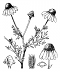 Nom original: Matricaria chamomilla (n°1947)