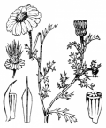 Nom original: Anthemis arvensis (n°1953)