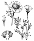 Nom original: Cota tinctoria (n°1957)