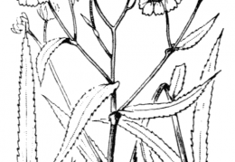 Nom original: Achillea ptarmica (n°1969)