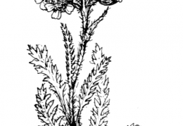 Nom original: Achillea nana (n°1972)