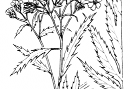 Nom original: Achillea macrophylla (n°1975)