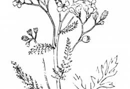 Nom original: Achillea millefolium (n°1979)