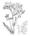 Nom original: Achillea millefolium (n°1979)