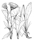 Nom original: Buphthalmum salicifolium (n°1982)