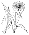 Nom original: Buphthalmum grandiflorum (n°1983)