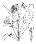 Nom original: Bidens cernua (n°1987)
