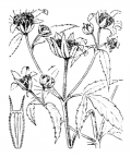 Nom original: Bidens radiata (n°1990)