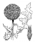 Nom original: Echinops sphaerocephalus (n°1992)