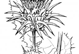 Nom original: Silybum marianum (n°1996)