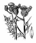 Nom original: Cirsium arvense (n°2027)