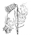 Nom original: Cirsium erisithales (n°2029)