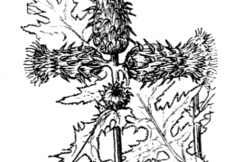 Nom original: Cirsium montanum (n°2034)