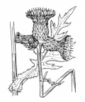 Nom original: Cirsium rivulare (n°2035)