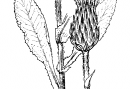 Nom original: Cirsium heterophyllum (n°2036)