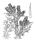Nom original: Carduus tenuiflorus (n°2040)