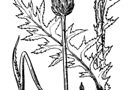 Nom original: Carduus defloratus (n°2050)