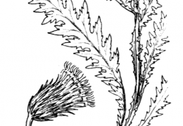 Nom original: Carduus arctioides (n°2052)
