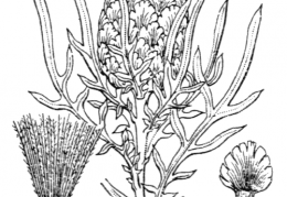 Nom original: Leuzea conifera (n°2061)