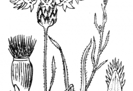 Nom original: Centaurea cyanus (n°2062)