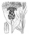 Nom original: Centaurea montana (n°2063)