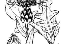 Nom original: Centaurea triumfetti (n°2064)