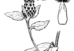 Nom original: Centaurea nigrescens (n°2072)