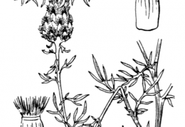 Nom original: Centaurea maculosa (n°2084)