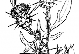 Nom original: Centaurea solstitialis (n°2091)