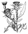 Nom original: Centaurea solstitialis (n°2091)