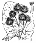 Nom original: Lappa officinalis (n°2114)