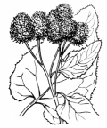 Nom original: Lappa tomentosa (n°2115)