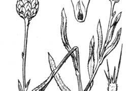 Nom original: Xeranthemum inapertum (n°2117)