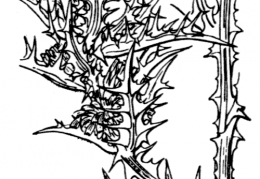 Nom original: Scolymus hispanicus (n°2119)