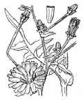 Nom original: Cichorium intybus (n°2121)