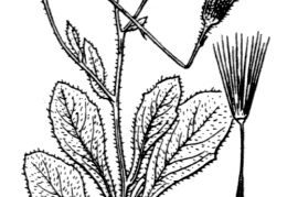 Nom original: Seriola aethnensis (n°2131)