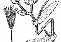 Nom original: Helminthia echioides (n°2150)