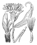 Nom original: Scorzonera austriaca (n°2155)